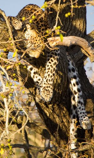 0902_Ngala Tented Camp_094.jpg